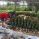Kisah Tambakrejo Semarang, Dari Kampung Tambak Tergerus Abrasi Menjadi Desa Mangrove Mandiri