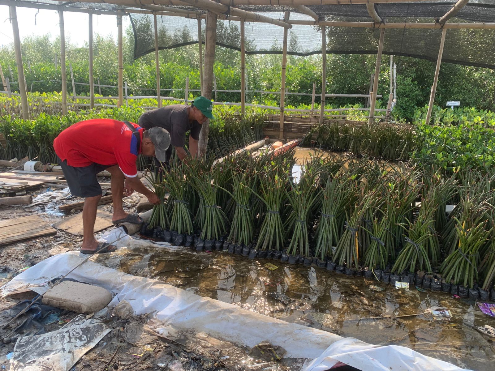 bibit mangrove