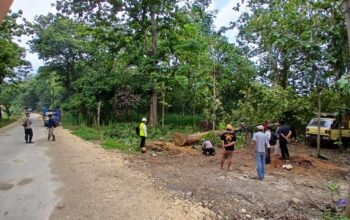 Suasana penebangan kayu jati di area wisata alam Goa Terawang Ekopark,