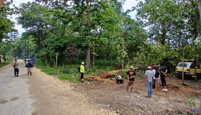 Tiga Pohon Jati Ratusan Tahun di Goa Terawang Ditebang, Demi Keamanan Pengunjung