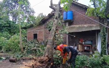 Angin Puting Beliung Terjang 2 Desa di Tuntang Semarang: Pohon Tumbang Timpa Rumah-Jalan
