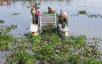 Eceng Gondok Rawapening