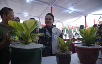 Kota Semarang Jadi Magnet Baru Pecinta Anthurium dan Aglaonema