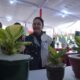 Kota Semarang Jadi Magnet Baru Pecinta Anthurium dan Aglaonema