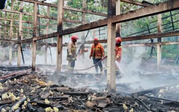 Diduga Korsleting Listrik, Kandang Ayam di Susukan Semarang Ludes Terbakar, Kerugian Ratusan Juta