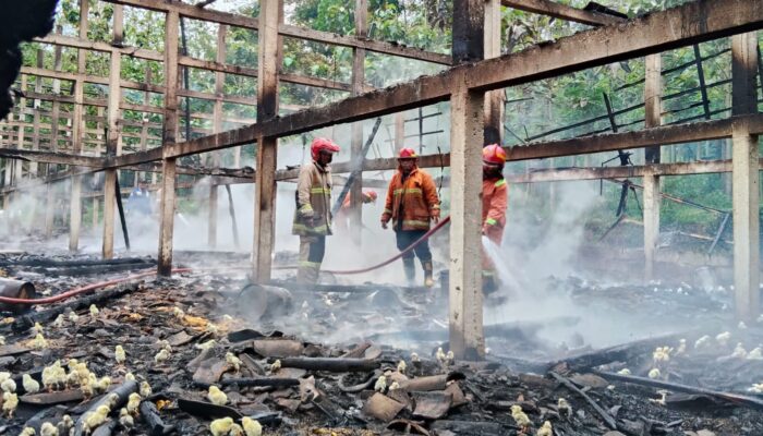 Diduga Korsleting Listrik, Kandang Ayam di Susukan Semarang Ludes Terbakar, Kerugian Ratusan Juta