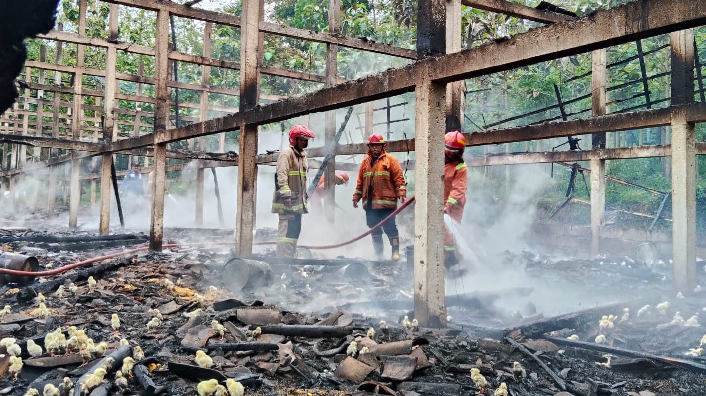 Kandang Ayam Susukan