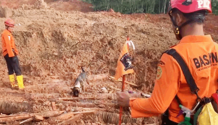 Longsor Cilacap: Tim SAR Kerahkan 9 Anjing Pelacak Fokus Cari 20 Korban Hilang