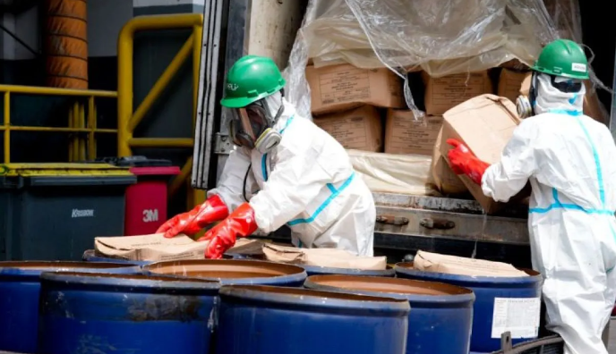 petugas musnahkan udang terkontaminasi c-137