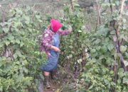 serangan kera kabupaten semarang