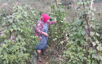 serangan kera kabupaten semarang