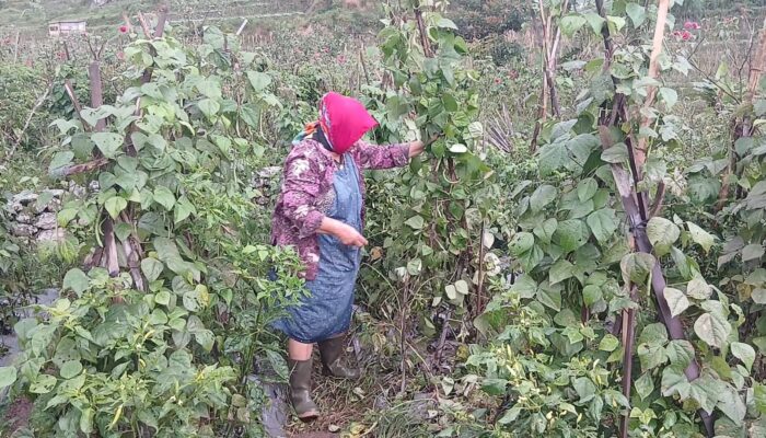 Hama Kera Liar Mengganas, Petani di Dua Desa Bandungan Merugi Ratusan Juta