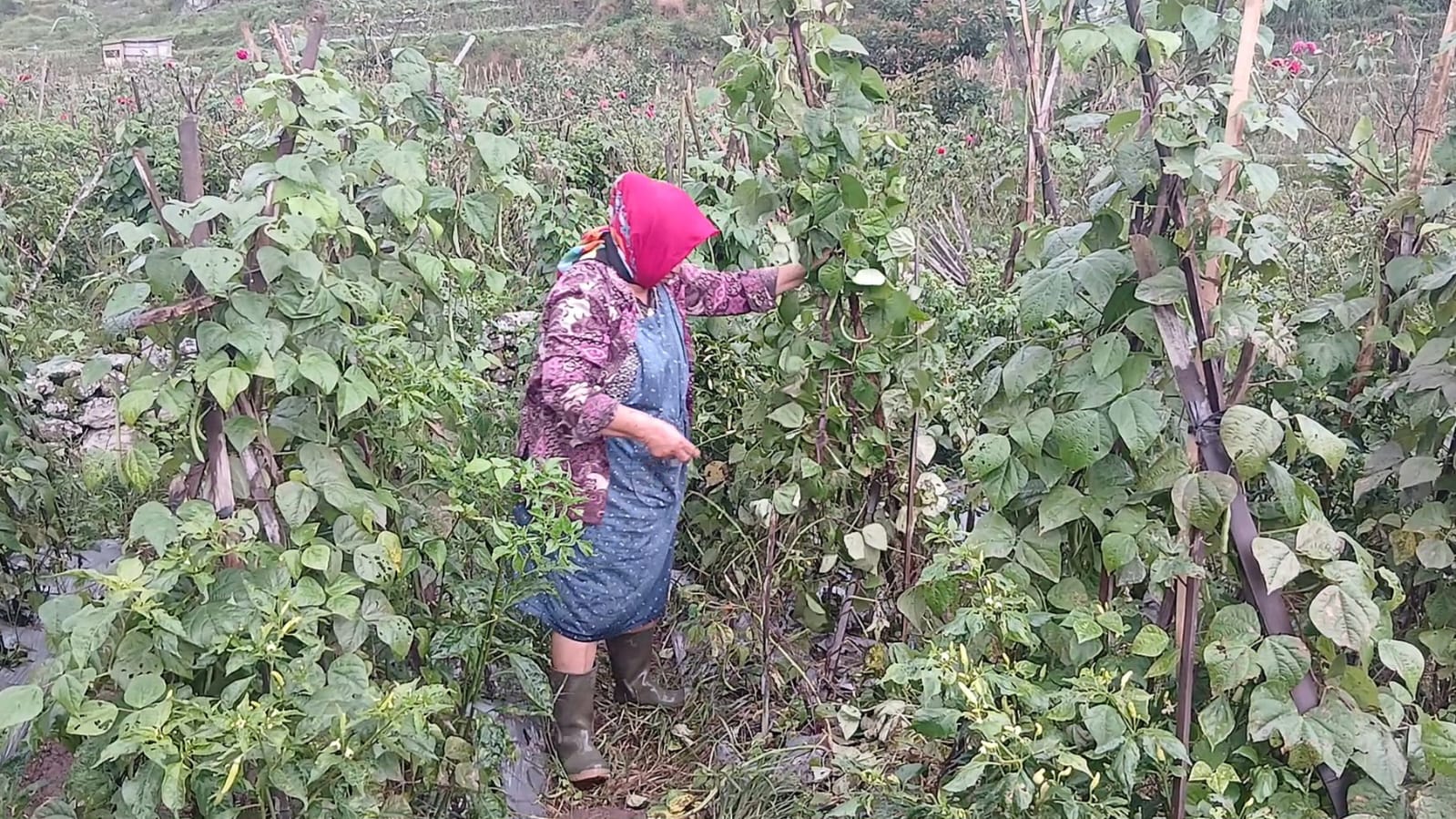 serangan kera kabupaten semarang