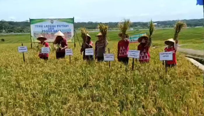 Produktivitas Naik Drastis, Padi Semi Organik di Desa Kemetul Semarang Capai 6,9 Ton