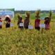 Produktivitas Naik Drastis, Padi Semi Organik di Desa Kemetul Semarang Capai 6,9 Ton