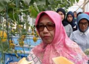 Melon Hidroponik Blora