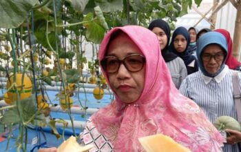 Melon Hidroponik Blora