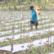 Awal Musim Hujan, Petani Blora Pilih Tanam Cabai: Lebih Untung, Sekali Tanam Bisa Panen 10-15 Kali