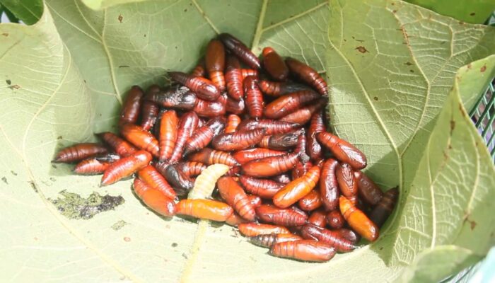 Musim Hujan Tiba, Ungker Kembali Diburu di Blora: Makanan Ekstrem dari Kepompong Ulat Jati