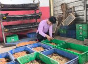 Dari Sampah Bisa Jadi Pakan Ternak, Maggot TPA Jatibarang Bantu Kurangi Limbah Organik