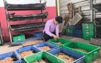 Dari Sampah Bisa Jadi Pakan Ternak, Maggot TPA Jatibarang Bantu Kurangi Limbah Organik