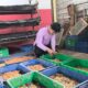Dari Sampah Bisa Jadi Pakan Ternak, Maggot TPA Jatibarang Bantu Kurangi Limbah Organik