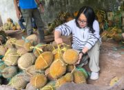 Hidden Gem Durian Gunungpati Semarang, Legit Lumer Langsung dari Kebun Pak Robert