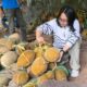 Hidden Gem Durian Gunungpati Semarang, Legit Lumer Langsung dari Kebun Pak Robert