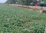 Enceng Gondok Penuhi Sungai di Semarang, Jadi Tantangan dan PR Bagi Pemkot