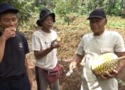 Musang King hingga Duri Hitam, Surga Durian Premium dari Desa Branjang Ungaran