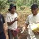 Musang King hingga Duri Hitam, Surga Durian Premium dari Desa Branjang Ungaran