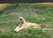 Ramai Disorot, Semarang Zoo Jelaskan Alasan Kandang Harimau Dikosongkan