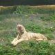 Ramai Disorot, Semarang Zoo Jelaskan Alasan Kandang Harimau Dikosongkan