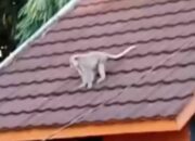 Kera Liar Keliaran di Perum Griya Ungaran Residence V, Warga Panggil Damkar: Cukup Besar dan Galak