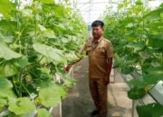 Koperasi Waras RSUD Sragen Budidayakan Melon Lavender di Rooftop RS, Pakai Greenhouse di Lantai 5