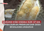 Video Musang King hingga Duri Hitam, Surga Durian Semarang Premium dari Desa Branjang Ungaran