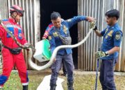 Petugas Damkar Kabupaten Semarang Evakuasi Ular Piton Mangsa Ayam di Kandang: Panjang 2,5 Meter