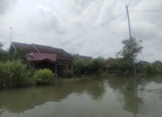 Banjir Kabupaten Pati Meluas, 50 Desa Masih Tergenang Hingga Hari Ini