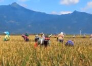 Jaga Produktivitas Beras di Tahun 2026, Kabupaten Semarang Siapkan Strategi Gerdal Organisme Pengganggu Tanaman