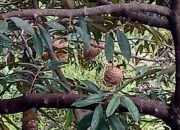 Cuaca Ekstrem Tekan Produksi Durian Brongkol Semarang, Petani Khawatir Panen Zonk