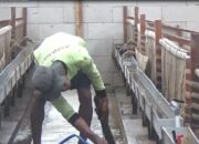 BUMDes Gondang Blora Sukses Kembangkan Bebek Petelur, Hampir Dua Ribu Telur Diproduksi dalam Dua Bulan