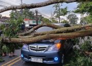 Pohon Petai Tumbang Tutup Jalan Semarang-Solo di Tengaran