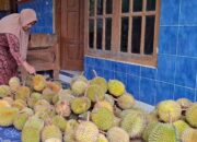 Berburu Durian Merica Bercitarasa Manis-Pahit di Tuntang