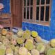 penjual durian merica semarang