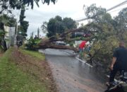 Hujan Deras dan Angin Kencang Terjang Semarang, 53 Pohon Tumbang, Satu Warga Meninggal Dunia