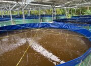 Koperasi Merah Putih Kunden Blora Resmi Kelola 24 Kolam Bioflok Lele: Bantuan dari KKP RI