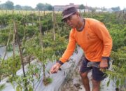 Imbas Cuaca Buruk, Petani Lombok di Blora Cabuti Cabai Busuk: Padahal Bisa Panen Beberapa Kali Lagi