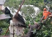 Hujan Lebat Disertai Angin Kencang, Rumah Warga di Ungaran Barat Rusak Parah Tertimpa Batang Pohon