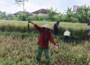 Hasil Panen Padi di Pati Turun hingga 20 Persen, Petani Keluhkan Cuaca Tak Menentu dan Harga Pupuk Mahal