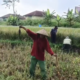 petani salatiga panen terganggu hama tikus